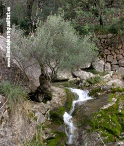 2   EL BARRANC DE BINIARAIX - Tours - Olive oil tourism - Balearic Islands - Agrifoodstuffs, designations of origin and Balearic gastronomy